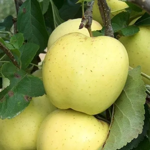 Apple Greensleeves