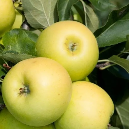 Apple Greensleeves