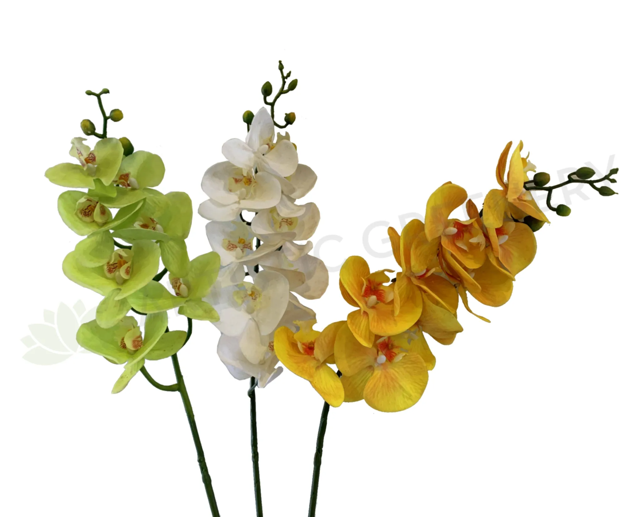 F0034N Phalaenopsis Orchid Spray 91cm Light Green / White / Yellow / Pure White