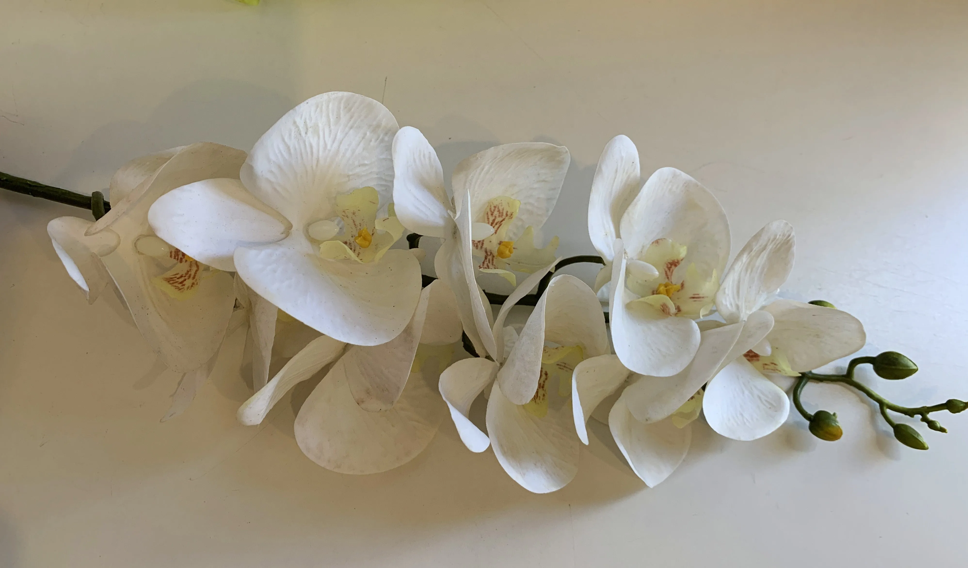 F0034N Phalaenopsis Orchid Spray 91cm Light Green / White / Yellow / Pure White